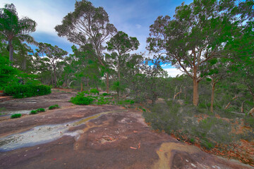Fototapeta premium Residential house in Dural a country suburb in Sydney NSW Australia with lush green trees and grass 