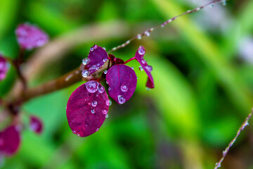 leaves with drops