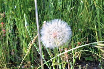Fototapeta premium Dandelion