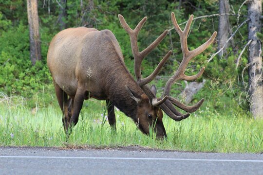 Bull Elk, Grand Teton National Park