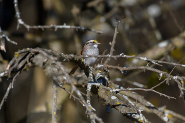 white-Throated Sparrow - Zonotrichia albicollis