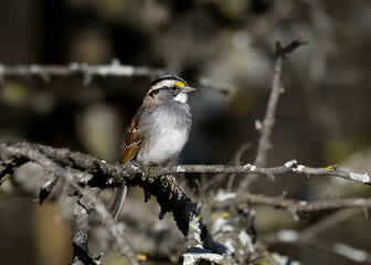 White-Throated Sparrow - Zonotrichia albicollis