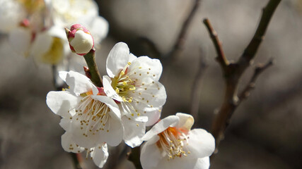梅の花・梅ロード（福島県・郡山市）