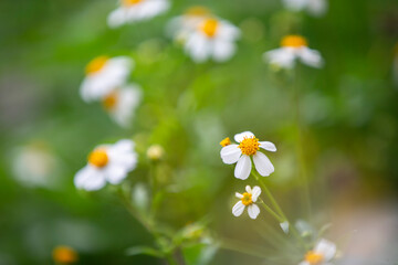 white flowers in a field