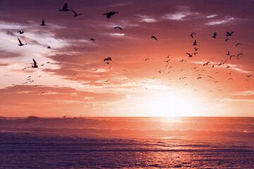 Pink sunset over the Pacific Ocean and silhouette of flying birds with beautiful cloudy sky on background Tranquil scene, monochrome