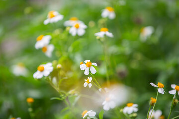white flowers in a field
