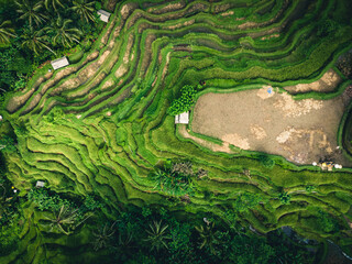 aerial minimalist drone green jungle tropical wild nature with rice field terraces and plam tree