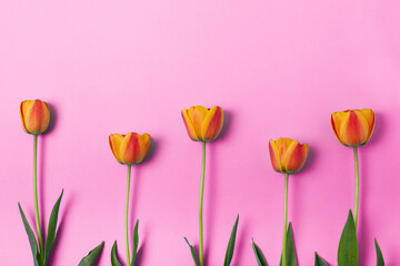 Yellow and red tulips flowers on pink background. Concept for holidays. Valentine's Day, 8th march, Mother's Day. 