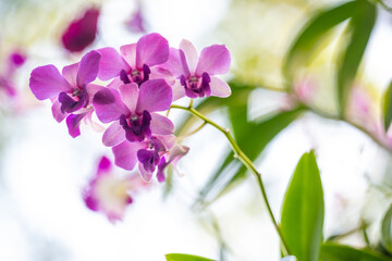 Orchid trees have many flowers, beautiful purple flowers. The morning light brings the flowers fresh colors. The background is naturally green with bokeh.