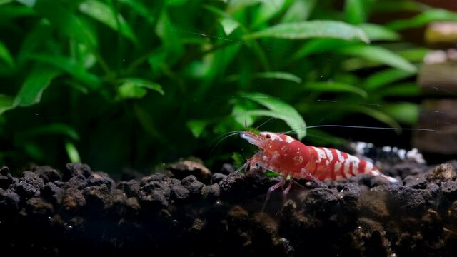 Red fancy dwarf shrimp look for food in aquatic soil near timber decoration with green leaf aqutic plant in fresh water aquatic tank.