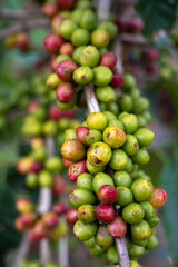 Coffee trees and arabica coffee beans in a plantation in northern Thailand, like colorful berries, close-up photography focuses on fruit.