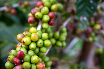 Coffee trees and arabica coffee beans in a plantation in northern Thailand, like colorful berries, close-up photography focuses on fruit.