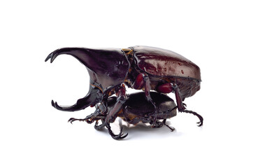 Beetle,Rhinoceros beetle, Rhino beetle, Hercules beetle, Unicorn beetle, (Dynastinae)