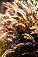 The brown meadows sway in the evening breeze, the sun came from behind. Shoot in a backlit effect creating a rimlight and glowing, beautiful background image