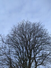dry tree and numerous branches in winter against the sky