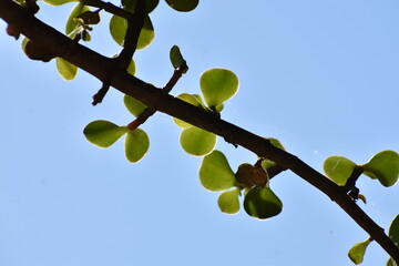 plant leafs against the sky