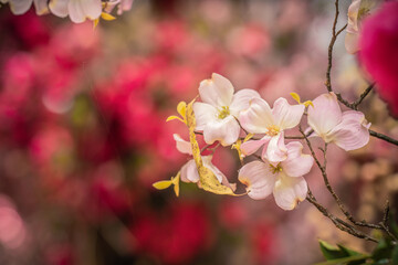 Fototapeta na wymiar closeup flowers in gardern with blurred background