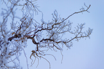Obraz premium Beautiful patterns created by the branches of a winter tree covered with frost. Soft focus