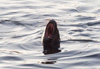 South American sea lion with mouth wide open in sea ocean water of harbour port of Antofagasta Chile