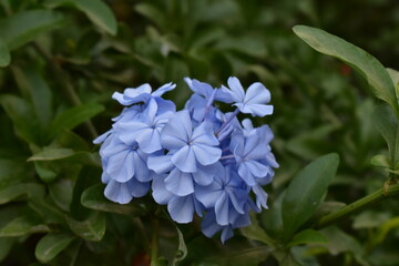 blue flowers in the garden
