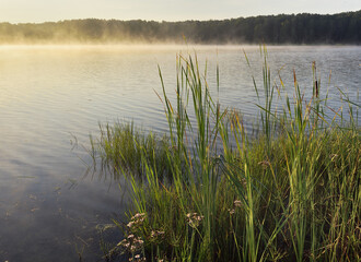 Reeds on the lake shore
