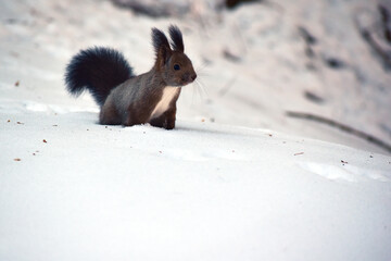 雪原のエゾリス