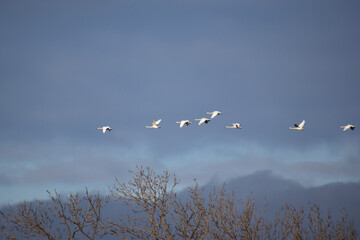 一列で飛ぶ早春の白鳥
