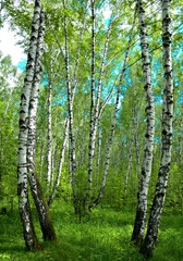 Curved trunks of birch trees in a summer forest under sunlight