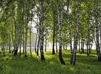 Birch trees on the green grass. Foggy sunny morning near Novosibirsk