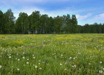 Blooming green summer meadow filled with dandelions and yellow flowers