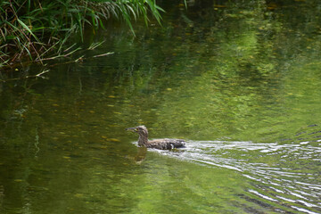 川岸を進むホシゴイ