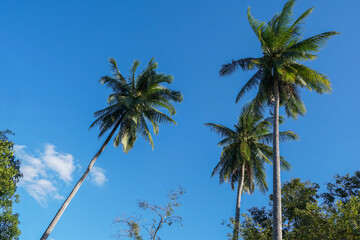 Obraz na płótnie Canvas The sky is bright blue with coconut trees.