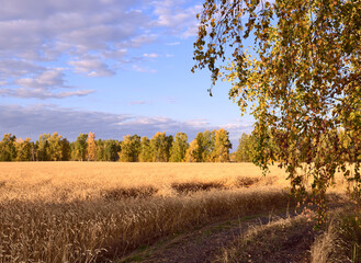 Fototapeta premium A field of ripe rye surrounded by autumn forest. Birch with yellow leaves