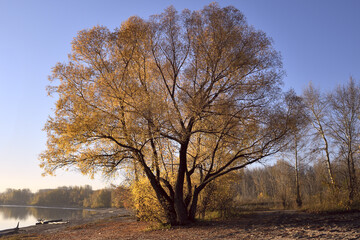 A luxurious tree with a golden crown of autumn leaves stands on the banks of the Ob River near Novosibirsk