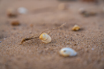 Shells and pebbles on Snettisham Beach, Norfolk, England, UK