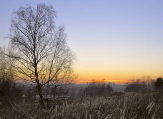 Obraz premium Sunset with leaning birch and field grass in front, city silhouette on the horizon