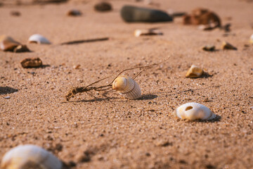 Fototapeta na wymiar Shells and pebbles on Snettisham Beach, Norfolk, England, UK