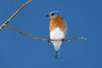 eastern Bluebird - Sialia sialis