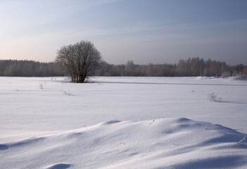 Winter snow field with a tree
