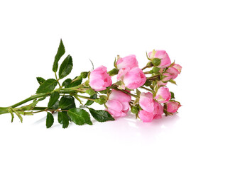 Naklejka na ściany i meble Pink roses isolated on white background