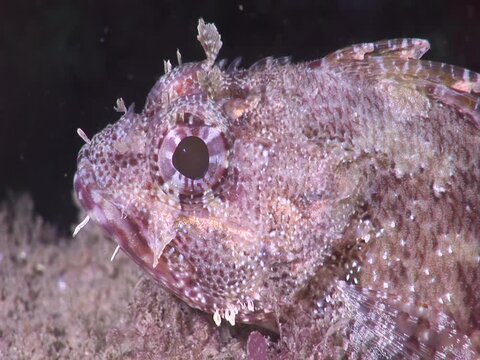 scorpion fish mediterranean sea underwater
