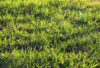 Green grass on the ground