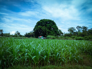 corn field and sky