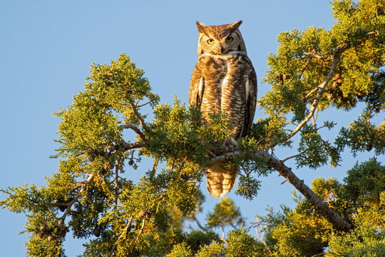 Great Horned Owl (Bubo virginianus)