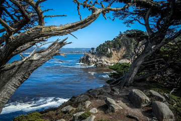 Pacific Ocean inlet with kelp beds framed by trees along central coast of California