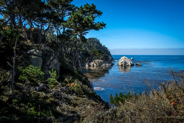 Pacific Ocean inlet with kelp beds framed by trees along central coast of California
