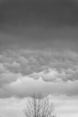 A vertical ae shot of bare tree under cloudy sky