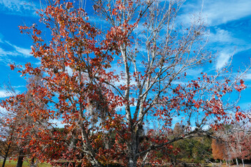 Colorful winter tree leaf in Florida