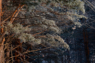 Fototapeta na wymiar Strange branches in winter land