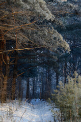 Magic tale path in frozen winter forest